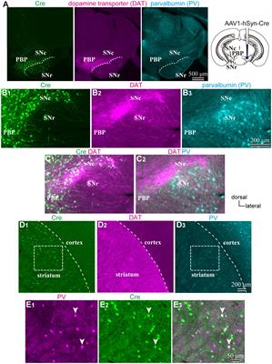 Anterograde trans-neuronal labeling of striatal interneurons in relation to dopamine neurons in the substantia nigra pars compacta